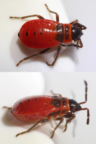 Pyrrhocoris apterus